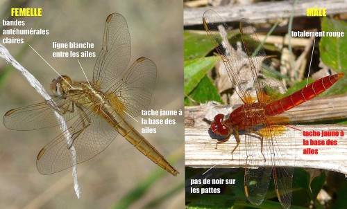 [Crocothemis erythraea] Journée odonates à Plouhinec Crocothemis-erythraea-500x302