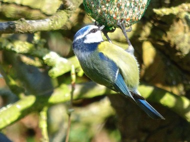 La Mésange Bleue Quel Est Cet Animal