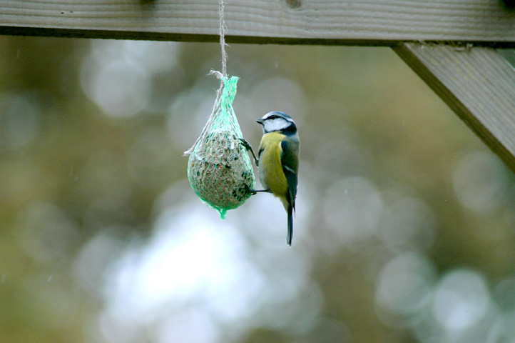 La Mésange Bleue Quel Est Cet Animal