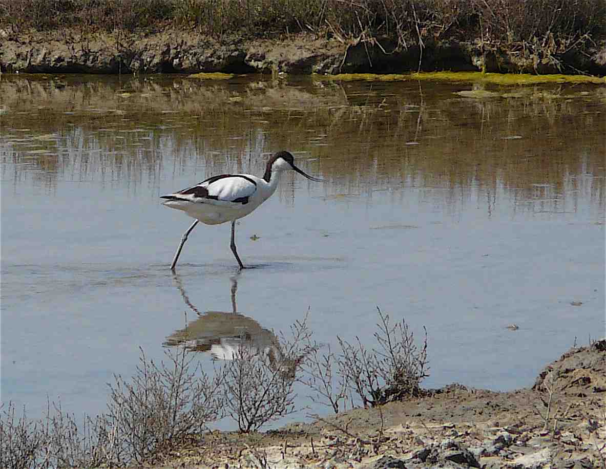 Oiseau Noir Et Blanc Archives Quel Est Cet Animal