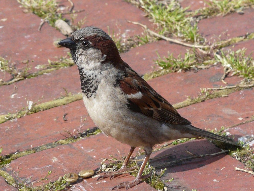 Voir Les Oiseaux De Paris Quel Est Cet Animal