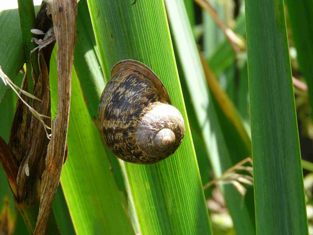 L Escargot Petit Gris Quel Est Cet Animal