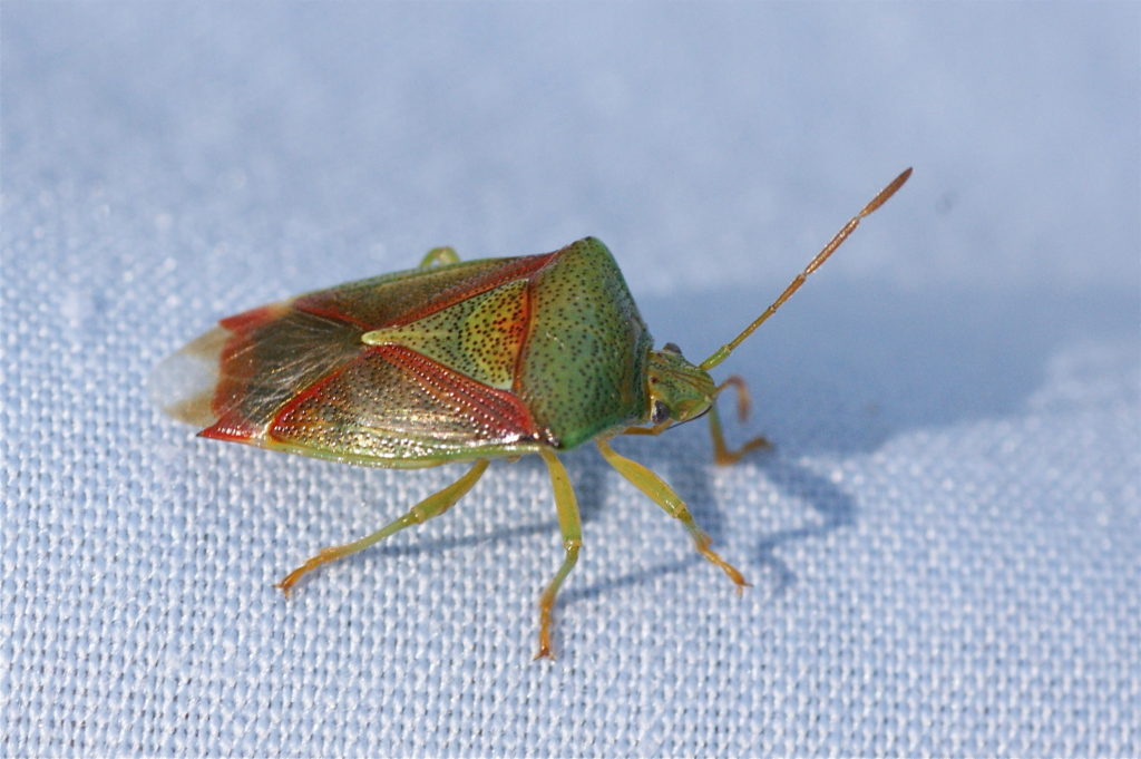 La Punaise Du Bouleau Hemipteres Quel Est Cet Animal