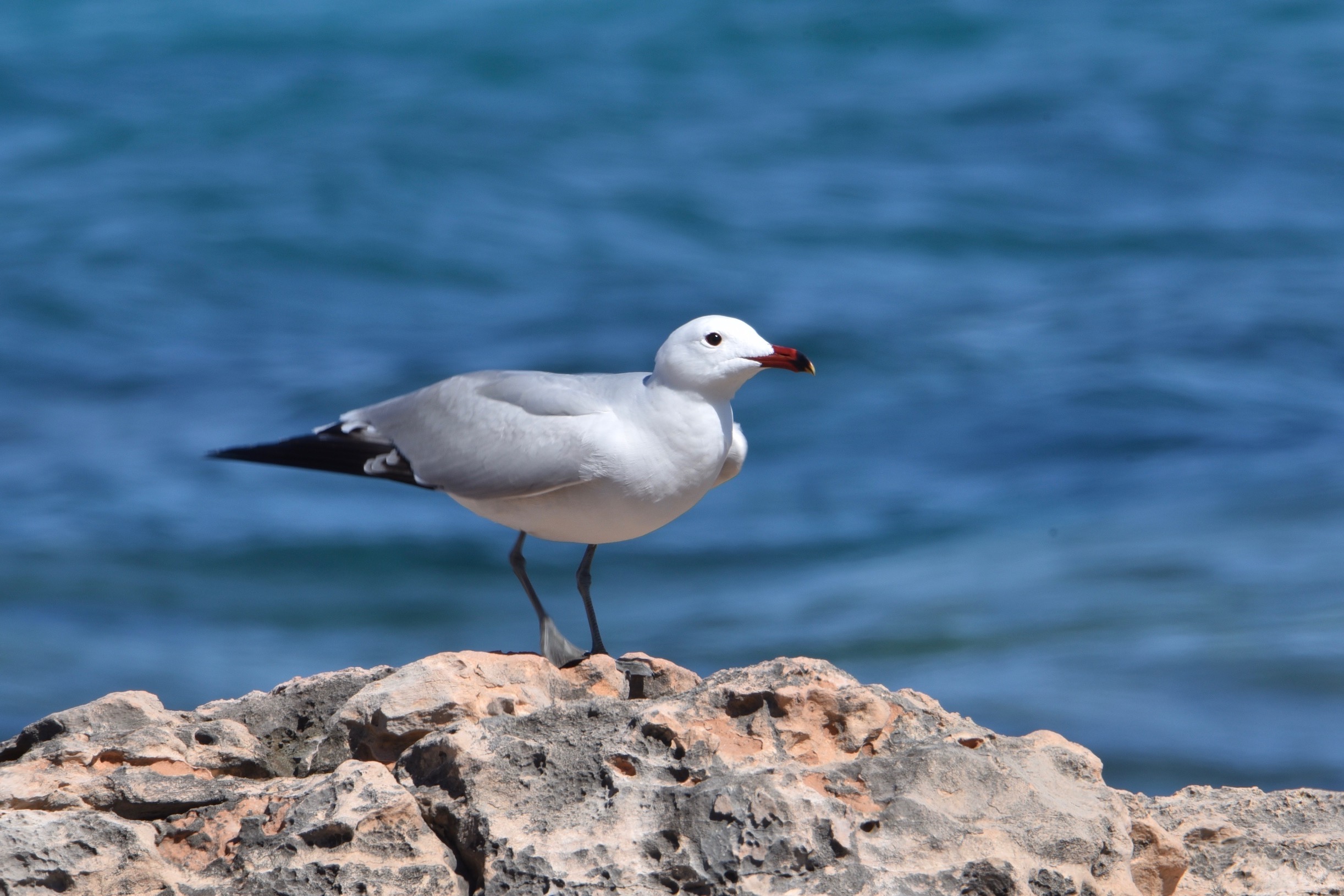 Le Goéland Daudouin Quel Est Cet Animal