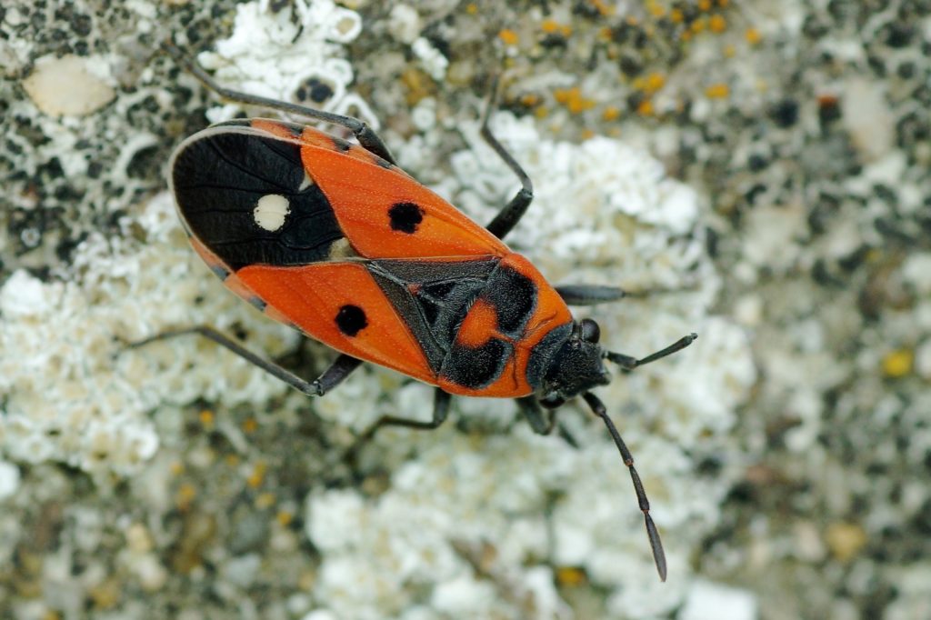 La Punaise Des Boites Aux Lettres Hemipteres Quel Est Cet Animal